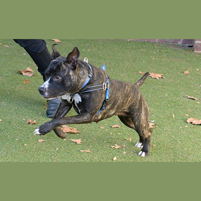 Photo of Bluebell
