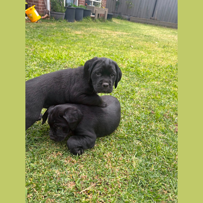 Photo of Sadies Litter