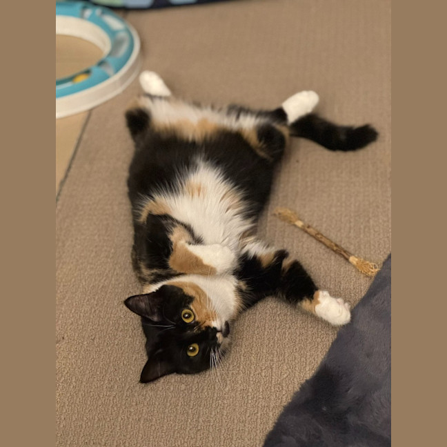 Photo of Gilly Bunny