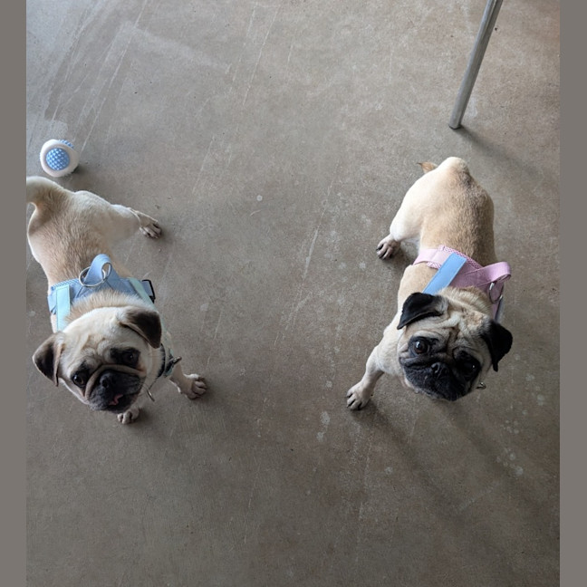 Photo of Bella And Stevie