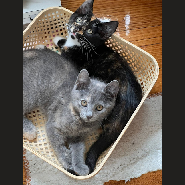 Photo of Hilary   Located In Surrey Hills