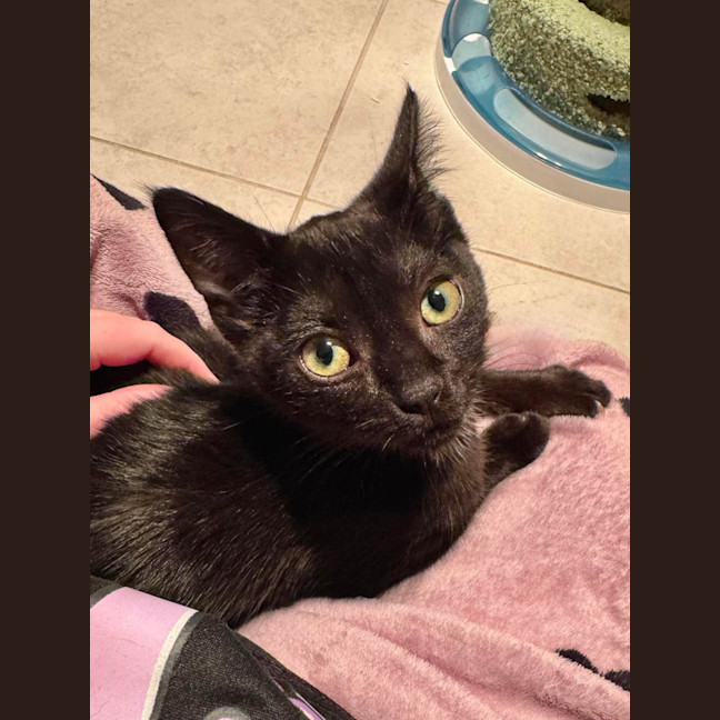 Photo of Mishka