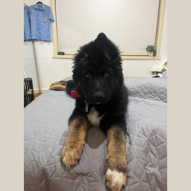 Photo of Bear