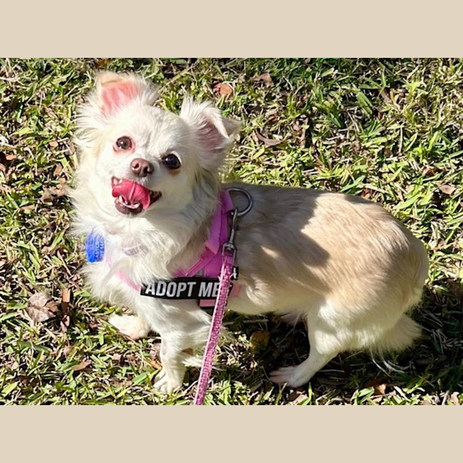 Photo of Missy   4 Year Old Chihuahua
