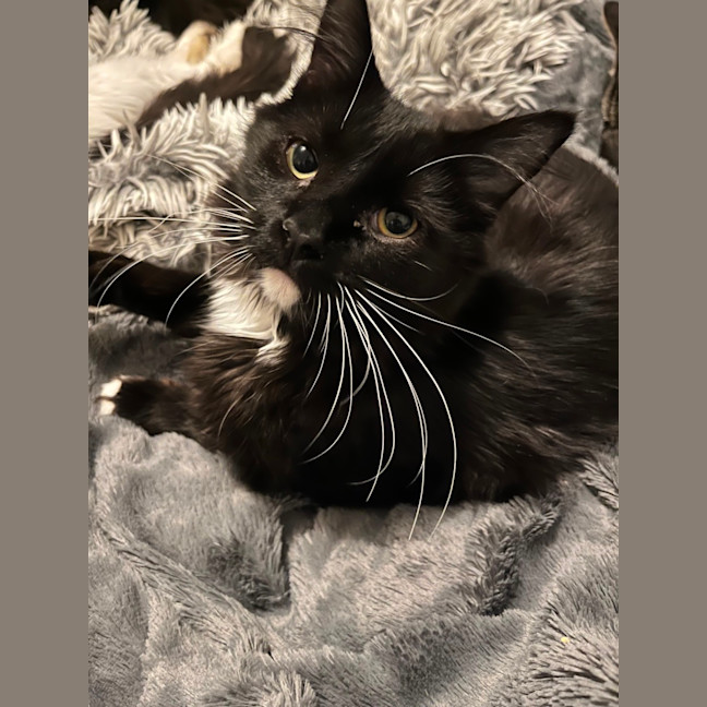 Photo of Candy *9 Lives Project Rescue*