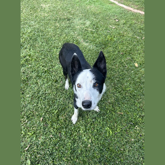 Photo of Tobi *$350 Adoption Fee* 