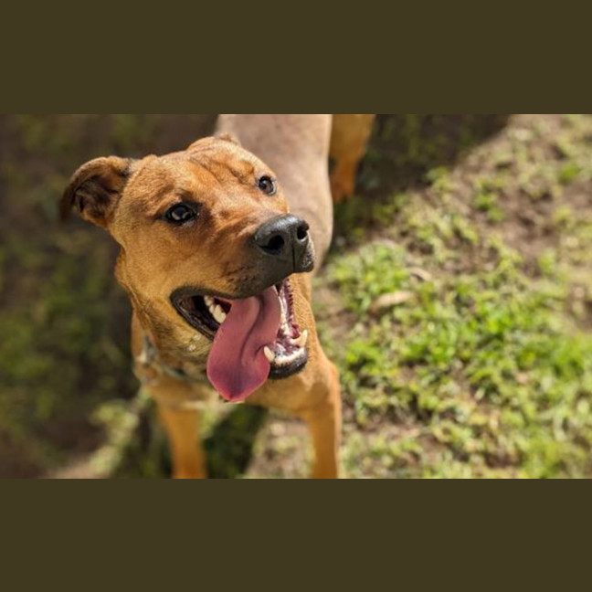 Photo of Rocco