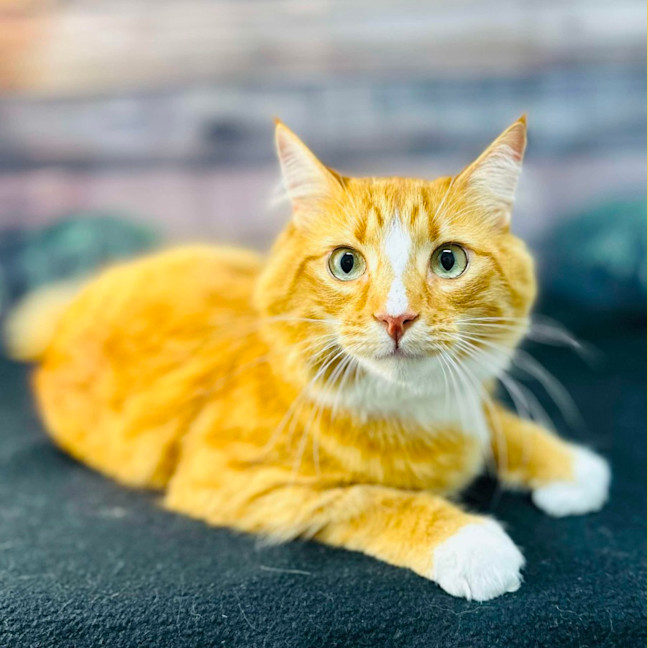 Photo of Thelonious   Located In Fitzroy 