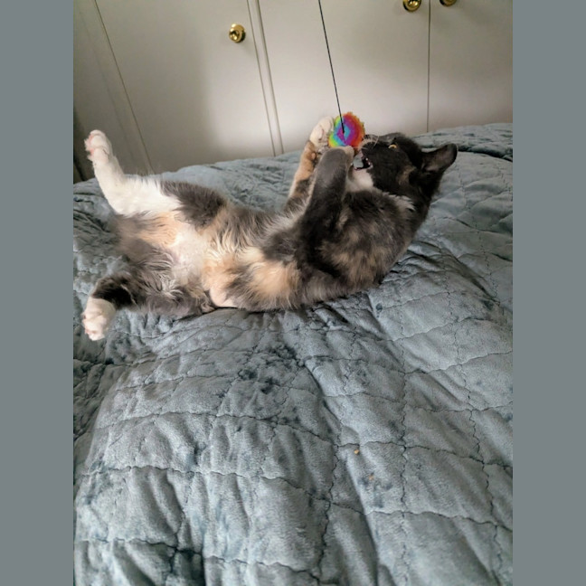 Photo of Muppet