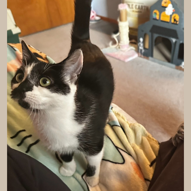 Photo of Peach 