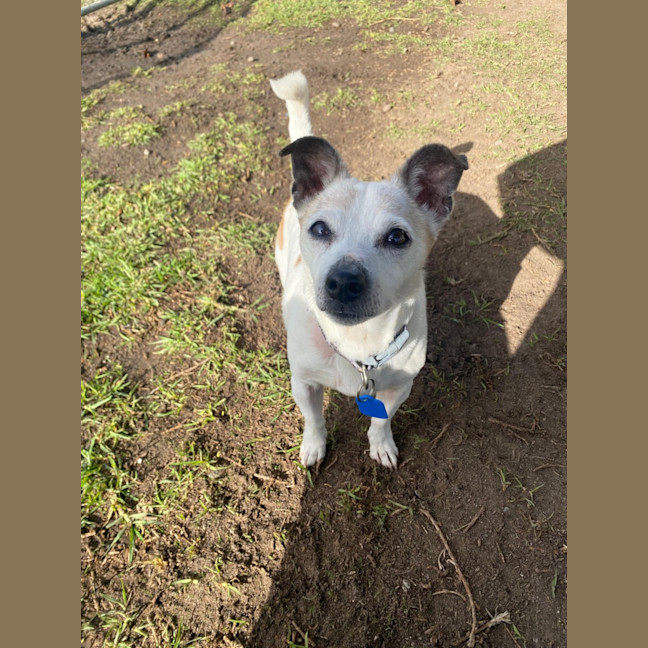 Photo of Pixie