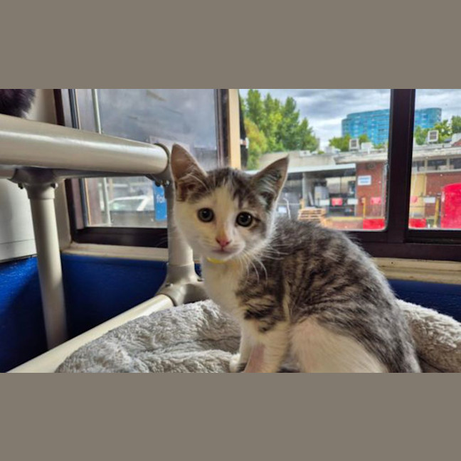 Photo of Tiny