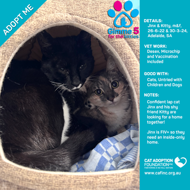 Photo of Jinx And/Or Kitty