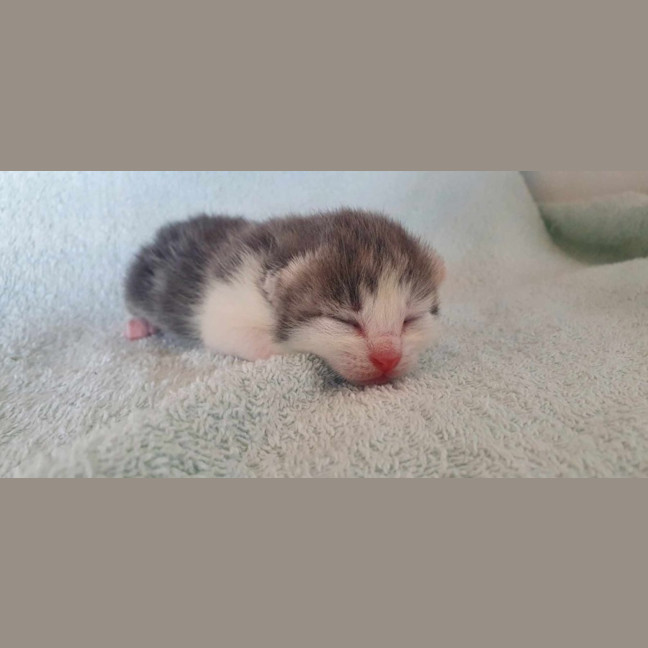 Photo of Bobbin   Located In Somerville