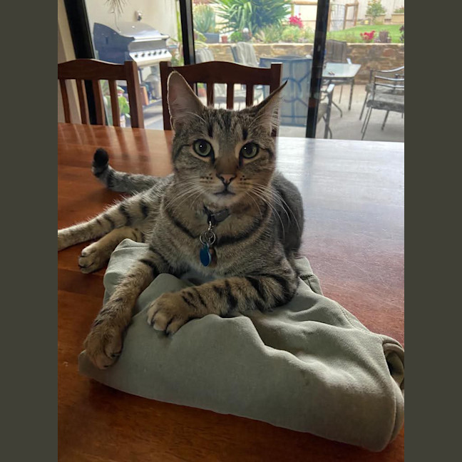 Photo of Archer
