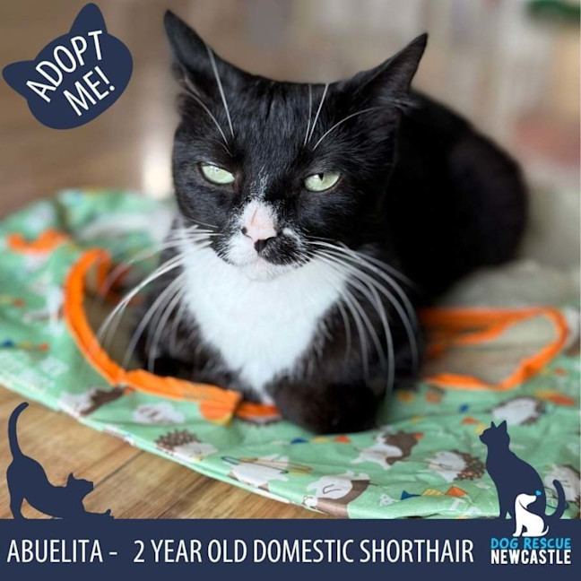 Photo of Abuelita   2 Year Old Domestic Shorthair