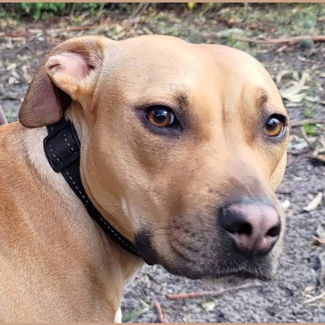 Photo of Trixie