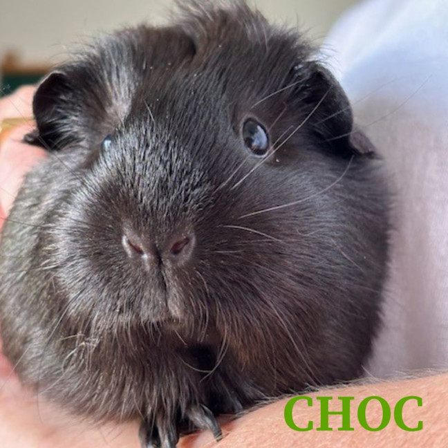 Photo of Choc And Chip