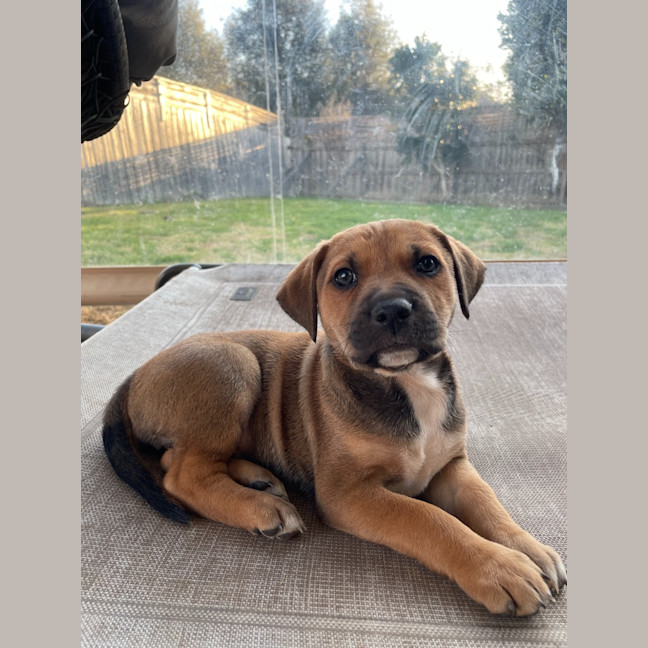 Photo of Cinder