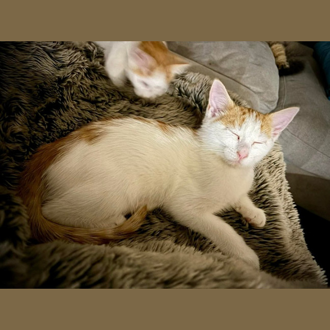 Photo of Pickles