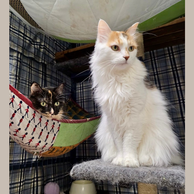 Photo of Pixi And Lola