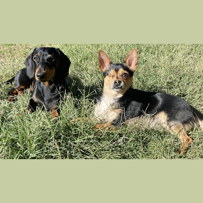 Photo of Indi (Was Oddie)