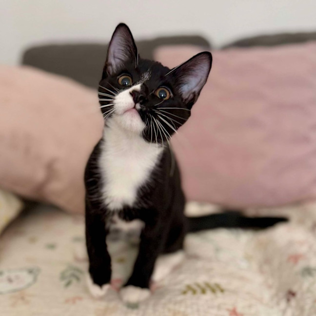 Photo of Chilli   Located In Croydon