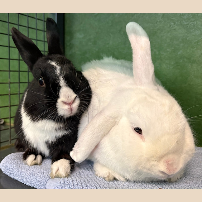 Photo of Star (Bonded To Pop)