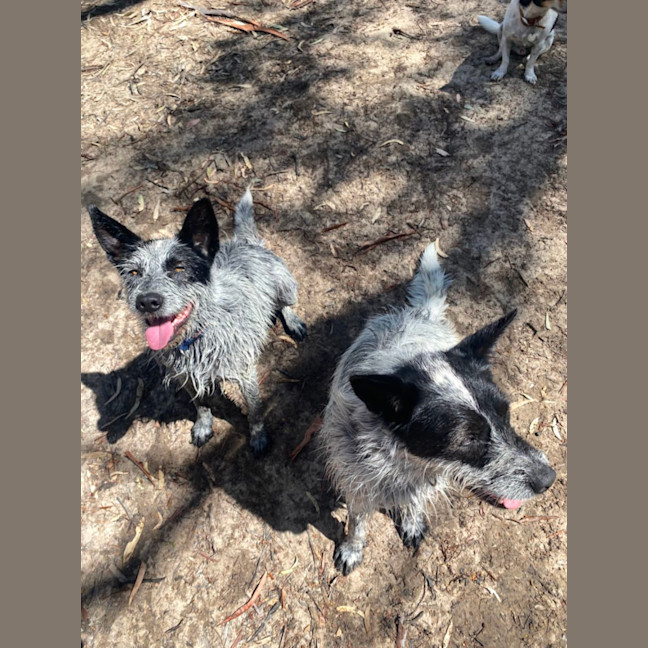 Photo of Benji And Stitch