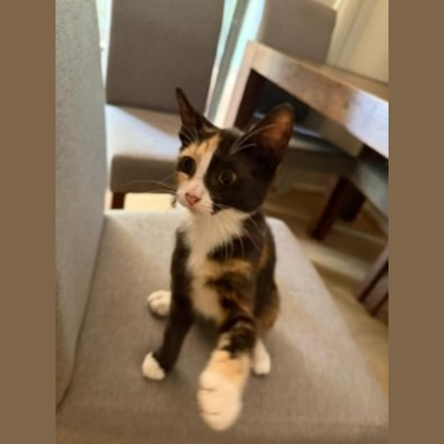 Photo of Artemis