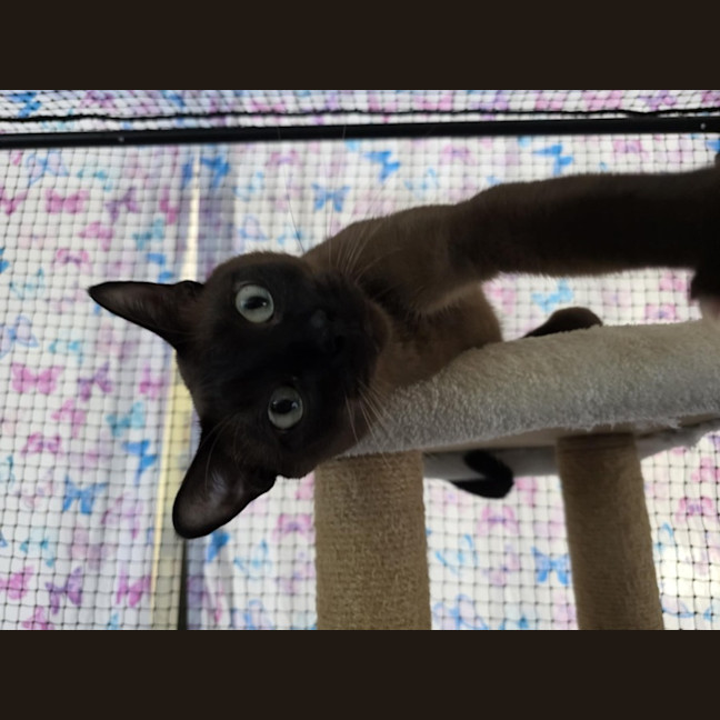 Photo of Bonded Buddies   Teddy And Sylvester