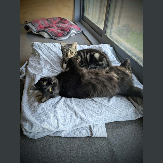 Photo of Percy *9 Lives Project Rescue*