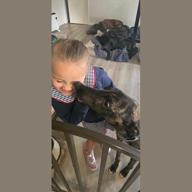 Photo of Claude The Greyhound