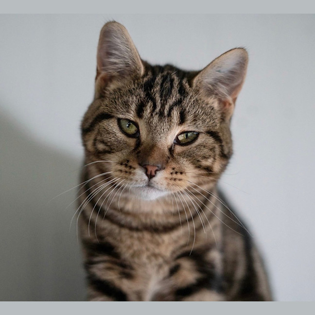 Photo of Cheeseburger 