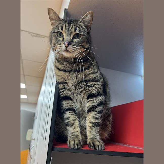 Photo of Zelda