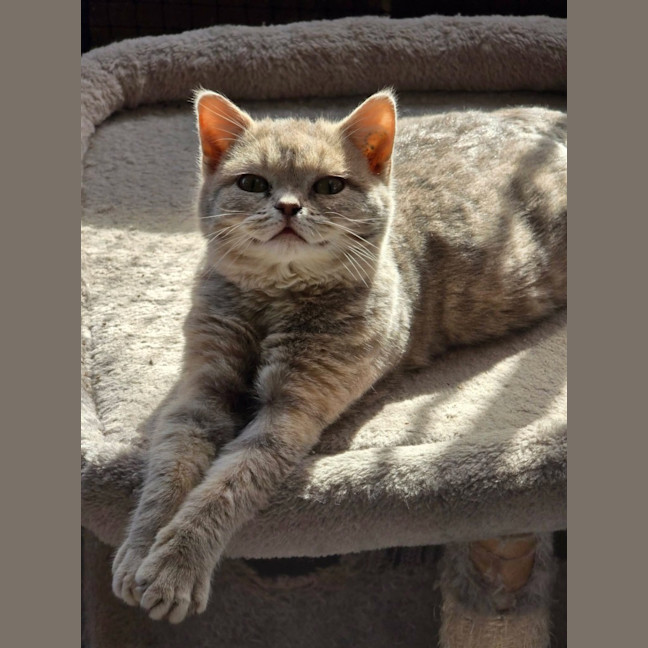 Photo of Scooter