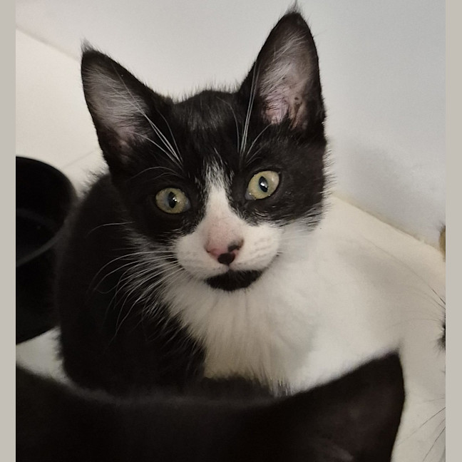 Photo of Button