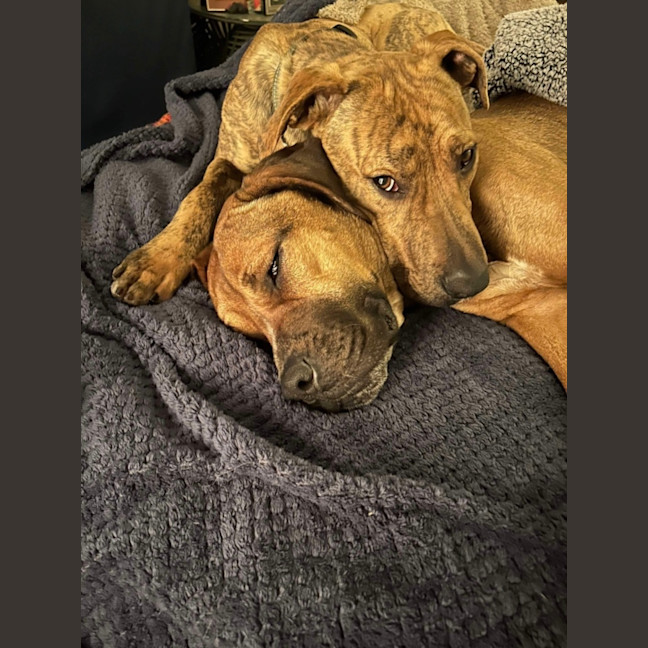 Photo of Spike