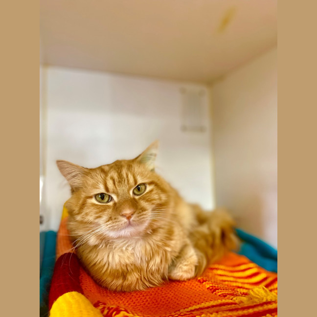 Photo of Shere Kahn