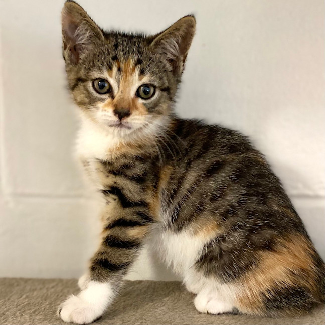 Photo of Daisy Kitten