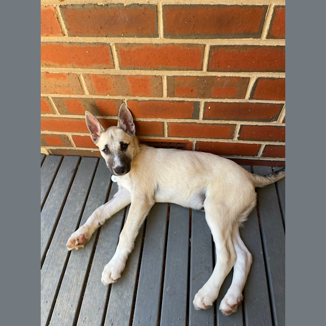 Photo of Apollo