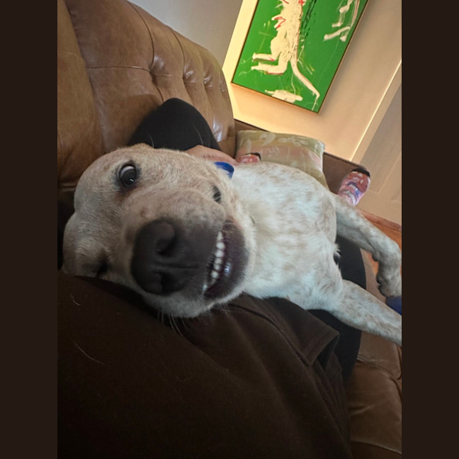 Photo of Jester   3yo Cattle Dog X 