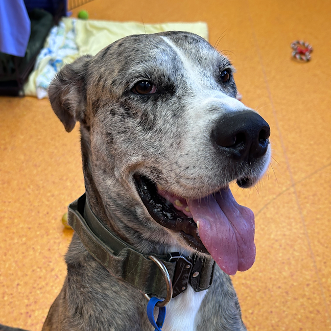 Photo of Buddy