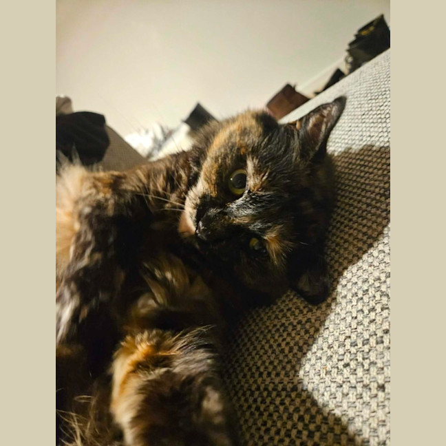 Photo of Gypsy   In Foster Care In Cremorne