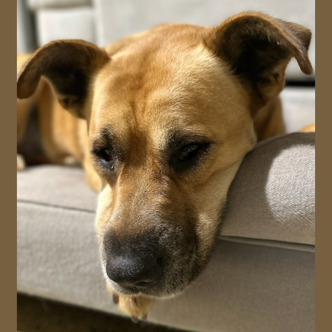 Photo of Bear