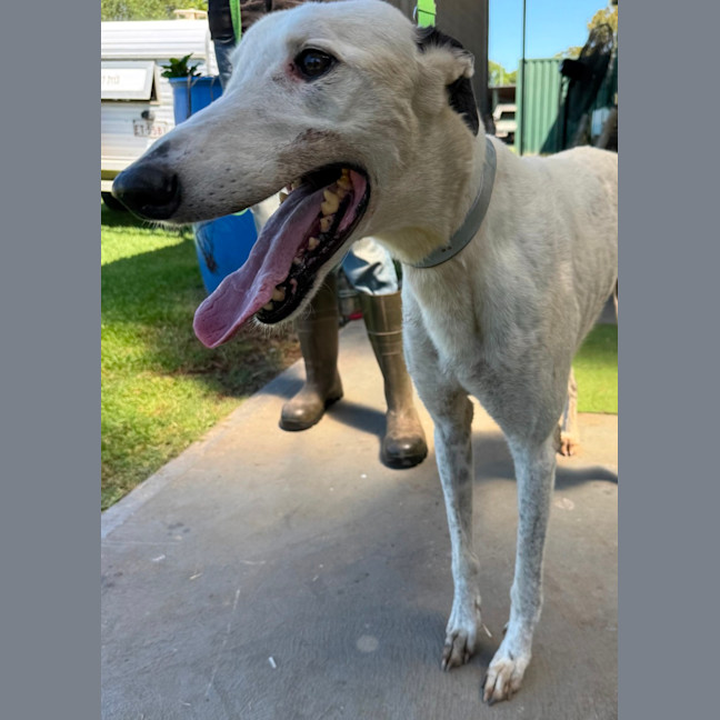 Photo of Spot