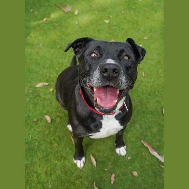 Photo of Koda