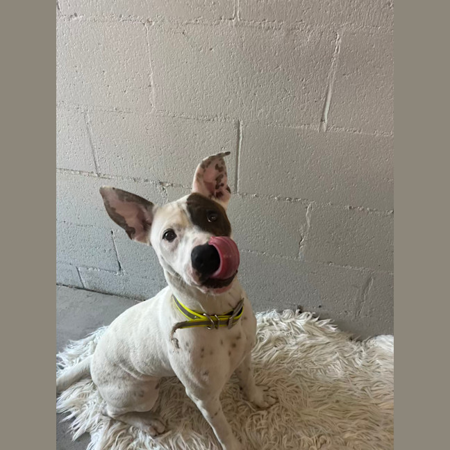 Photo of Patch