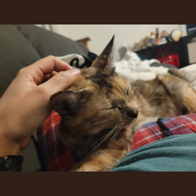 Photo of Daisy