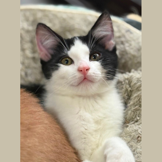 Photo of Darcy 💙🐾😻😻